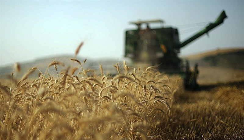 برداشت گندم سال ۱۴۰۱ در خراسان شمالی ۵ برابر افزایش یافت